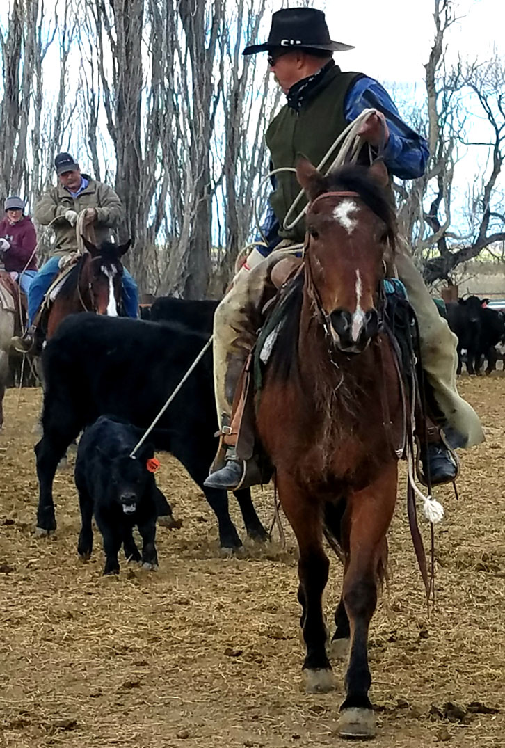 Trailing blue cows and calves in high desert
